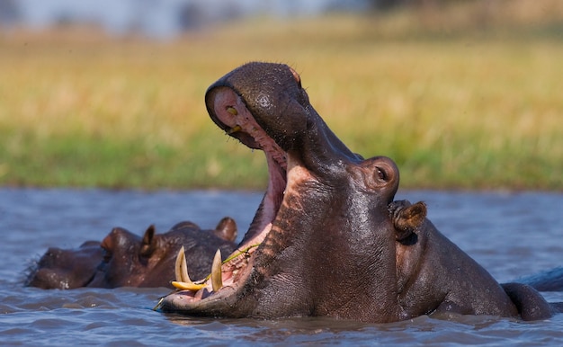 Hippo zit in het water, opent zijn mond en geeuwt