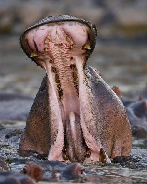 Hippo zit in het water, opent zijn mond en geeuwt