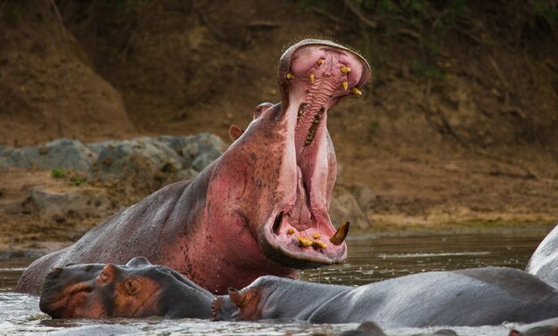 Hippo zit in het water, opent zijn mond en geeuwt