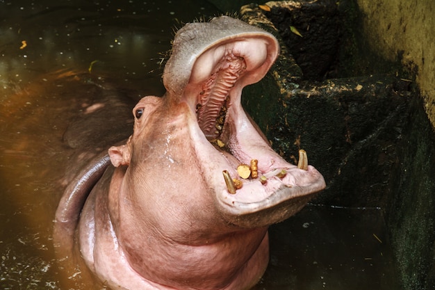 Hippo