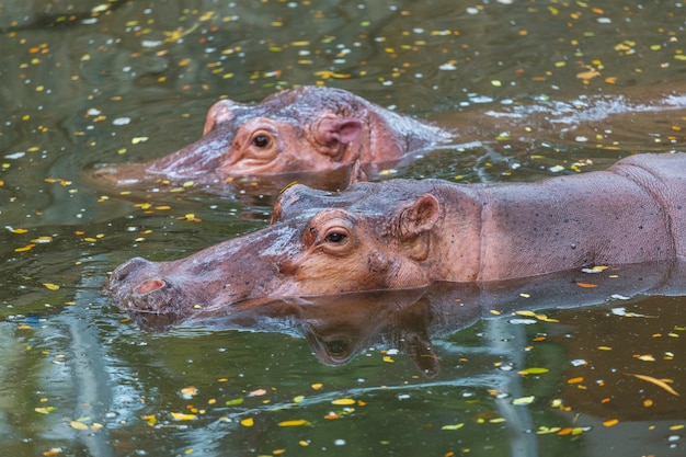 Hippo