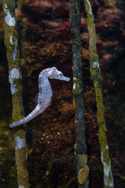 Foto hippocampus ingens vastgehouden door de staart