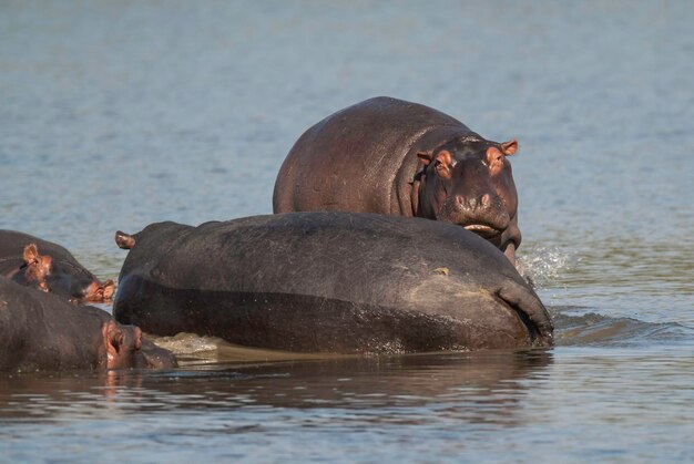 HIPPOPOTAMUS AMPHIBIUS in het Kruger National Park in Zuid-Afrika