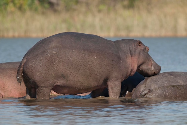 Hippopotamus amphibius in waterpoel kruger nationaal park zuid-afrika