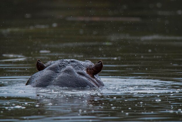 HIPPOPOTAMUS AMPHIBIUS in waterpoel Kruger Nationaal park Zuid-Afrika