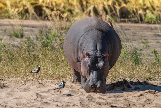 HIPPOPOTAMUS AMPHIBIUS in waterpoel Kruger Nationaal park Zuid-Afrika