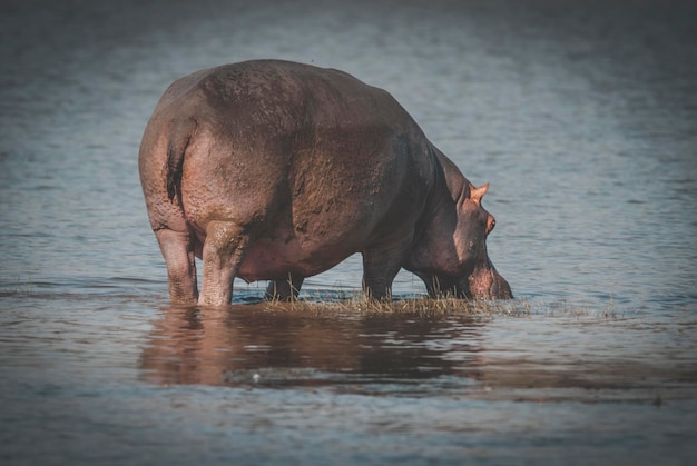 HIPPOPOTAMUS AMPHIBIUS in waterpoel Kruger Nationaal park Zuid-Afrika