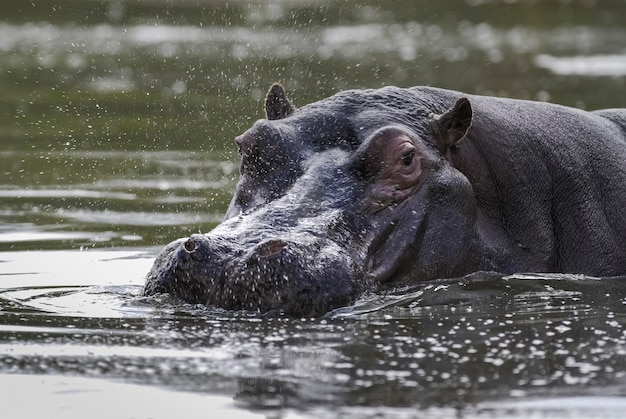 HIPPOPOTAMUS AMPHIBIUS in waterpoel Kruger Nationaal park Zuid-Afrika