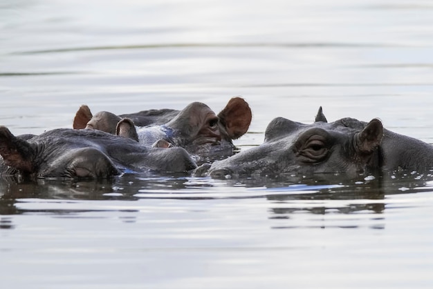 HIPPOPOTAMUS AMPHIBIUS in waterpoel Kruger Nationaal park Zuid-Afrika