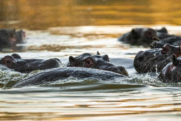 HIPPOPOTAMUS AMPHIBIUS in waterhole Kruger National parkSouth Africa