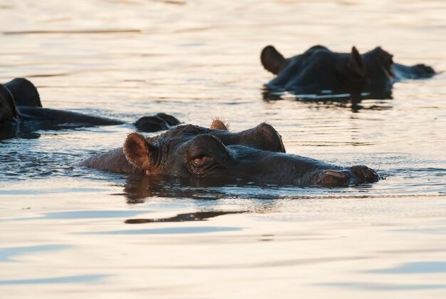 HIPPOPOTAMUS AMPHIBIUS в водопое Национального парка КрюгераЮжная Африка