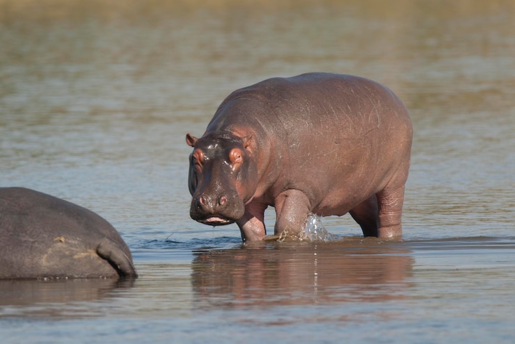 Photo hippopotamus amphibius in waterhole kruger national parksouth africa