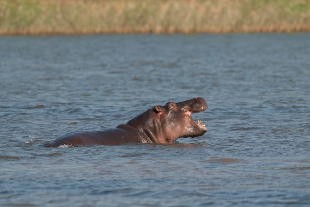 HIPPOPOTAMUS AMPHIBIUS в водопое Национального парка КрюгераЮжная Африка