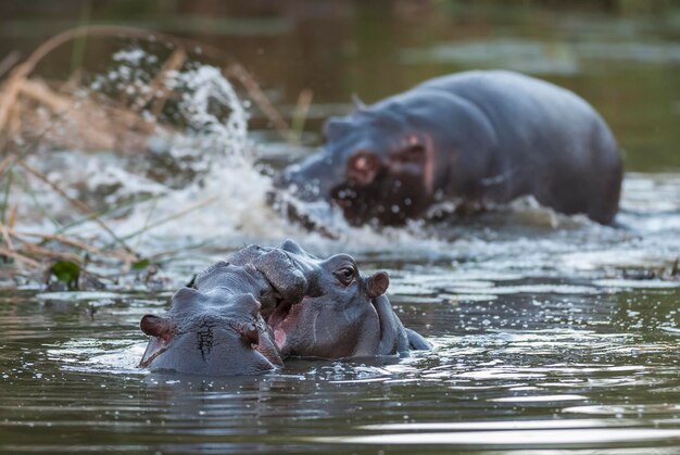 水たまりクルーガー国立公園南アフリカのカバ アンフィビウス