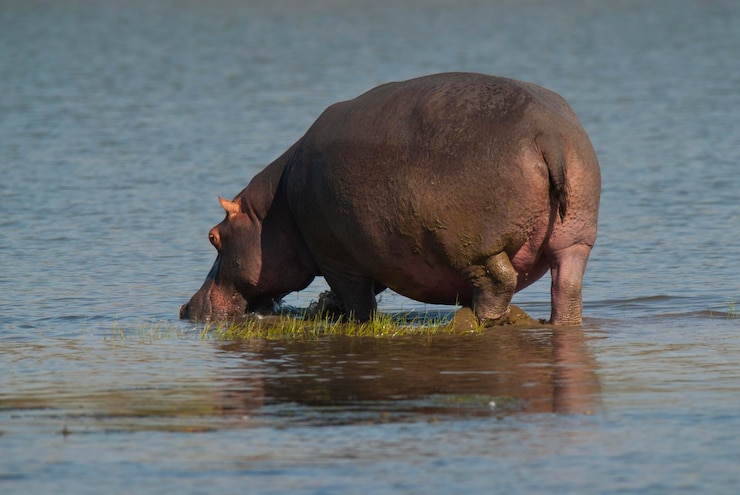 Photo hippopotamus amphibius in waterhole kruger national parksouth africa