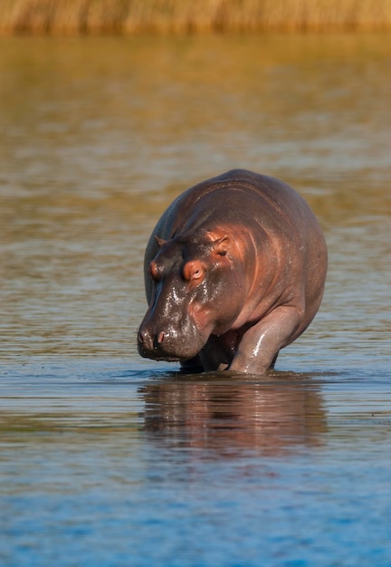 HIPPOPOTAMUS AMPHIBIUS в водопое Национального парка КрюгераЮжная Африка