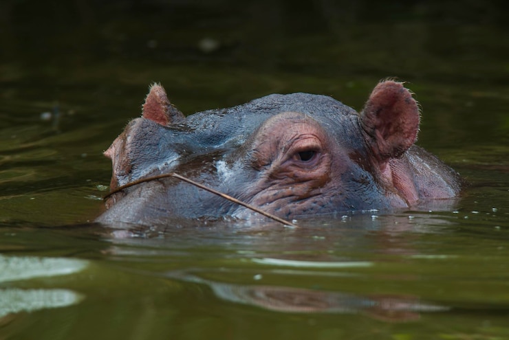 Photo hippopotamus amphibius in waterhole kruger national parksouth africa