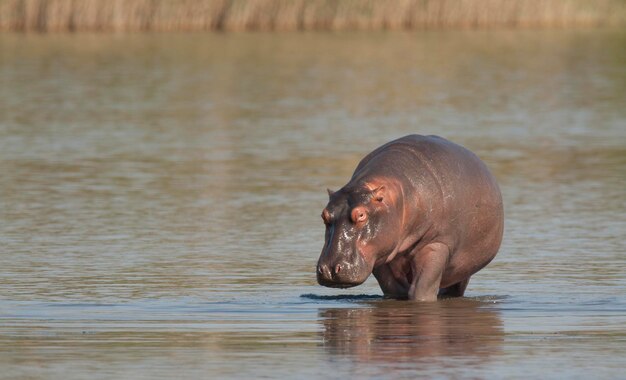 HIPPOPOTAMUS AMPHIBIUS в водопое Национального парка КрюгераЮжная Африка