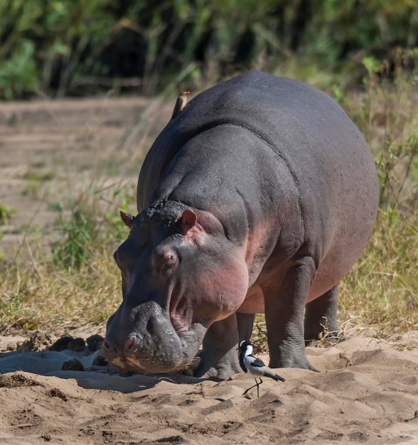 HIPPOPOTAMUS AMPHIBIUS в водопое Национального парка КрюгераЮжная Африка