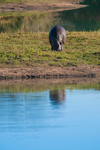 水たまりクルーガー国立公園南アフリカのカバ アンフィビウス