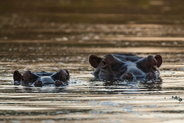 HIPPOPOTAMUS AMPHIBIUS в водопое Национального парка КрюгераЮжная Африка