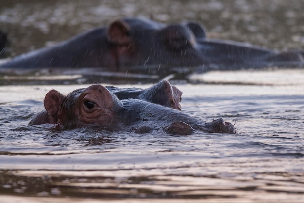 HIPPOPOTAMUS AMPHIBIUS в водопое Национального парка КрюгераЮжная Африка