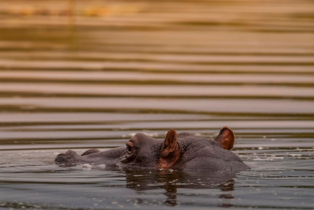 水たまりクルーガー国立公園南アフリカのカバ アンフィビウス