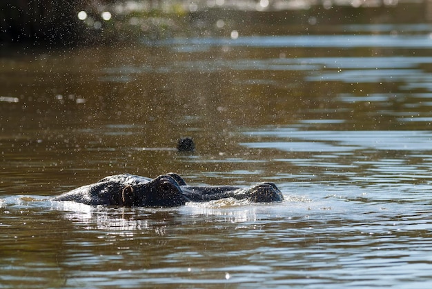 水たまりクルーガー国立公園南アフリカのカバ アンフィビウス