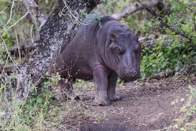 HIPPOPOTAMUS AMPHIBIUS в водопое Национального парка КрюгераЮжная Африка