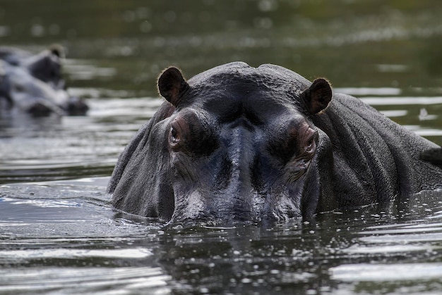 HIPPOPOTAMUS AMPHIBIUS в водопое Национального парка КрюгераЮжная Африка