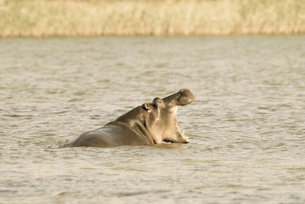 HIPPOPOTAMUS AMPHIBIUS в водопое Национального парка КрюгераЮжная Африка