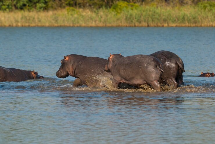 Photo hippopotamus amphibius in waterhole kruger national parksouth africa