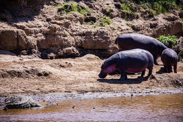 Photo hippopotamus basking in mara river wildlife animals mammals savanna grassland maasai mara national g