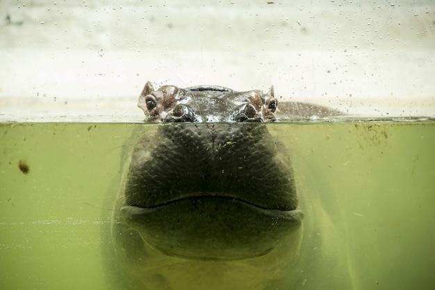 Hippopotamus completely bathed river and smile in underwater.