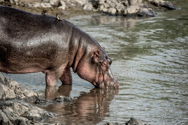 Photo hippopotamus drinking in river in serengeti national park
