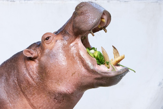 白い背景の動物園で野菜を食べるカバ