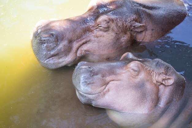 Hippopotamus family relax.