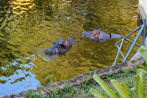 Photo hippopotamus in the getulio vargas zoo and botanical park