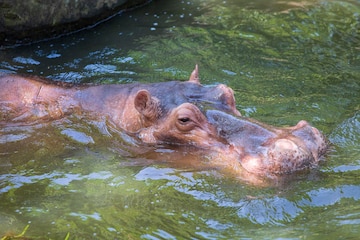 Premium Photo | Hippopotamus or hippo mostly herbivorous mammal in water Premium Photo | Hippopotamus or hippo mostly herbivorous mammal in water
