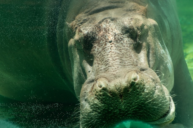 Фото Бегемот (hippopotamus amphibius) спит в воде.
