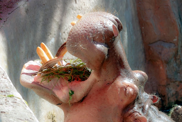 Foto ippopotamo (hippopotamus amphibius) con la bocca aperta