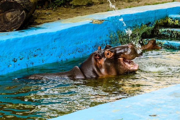 하마 Hippopotamus amphibius 물 속에 있는 하마의 젊은 여성