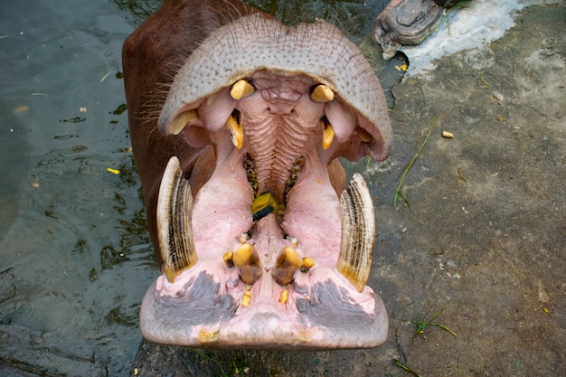 Hippopotamusは動物園で食べ物を待つ口である
