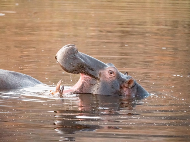 Hippopotamus in lake