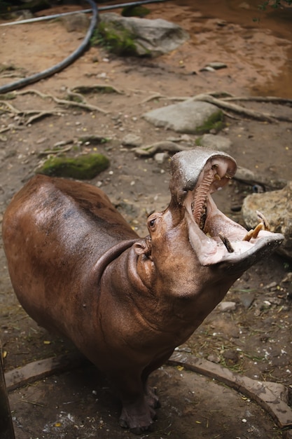 Foto l'ippopotamo sollevò la testa in alto e aprì ampiamente la bocca