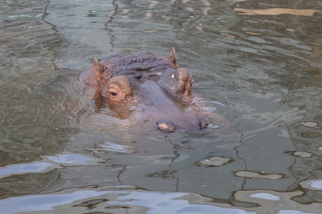 Photo hippopotamus looking from water