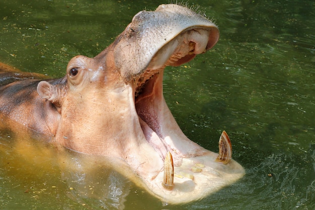 The hippopotamus open mouth in river at thailand