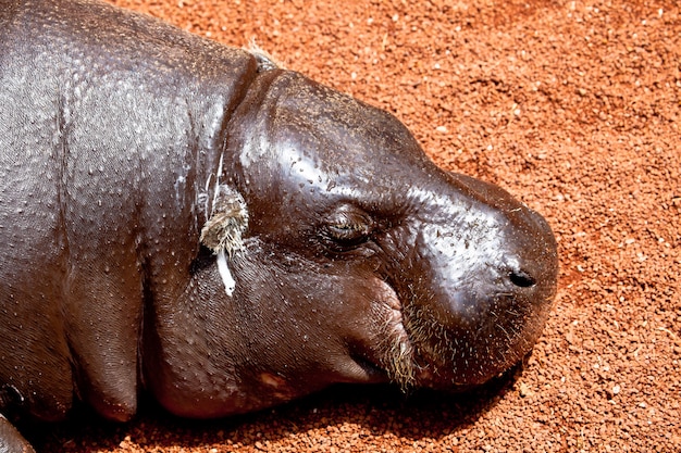 Photo hippopotamus pigmy, hexaprotodon liberiensis