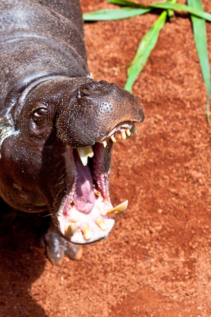 하마 돼지, Hexaprotodon liberiensis