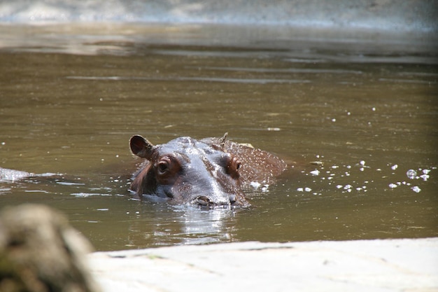 Photo hippopotamus in pond at zoo